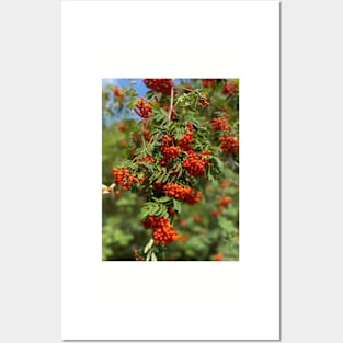 Mountain ash, nature, tree Posters and Art